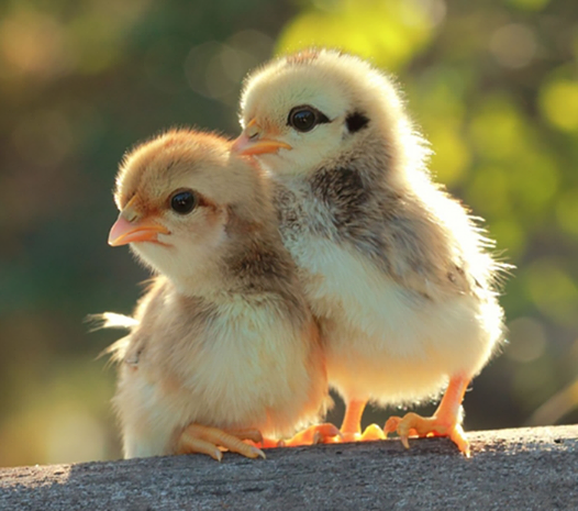 Dwa zakochane kurczaki wielkanocne